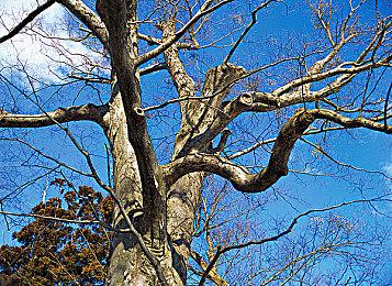 Ivy Road《Wanderstop》将于2025年3月11日推出